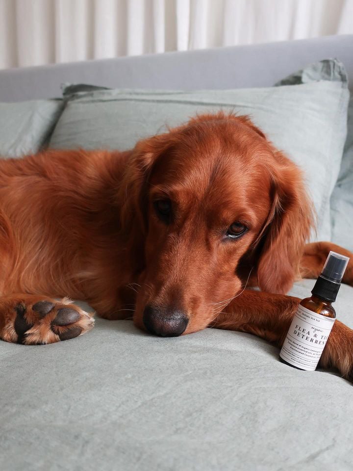 Thumbnail for Organic Flea And Tick Repellents For Yards